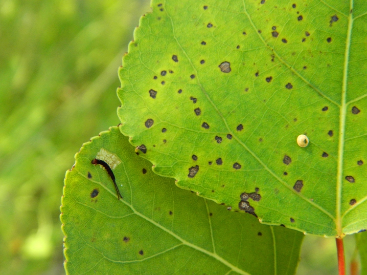 Dall''uovo all''adulto: Cerura (Apocerura) erminea  - Notodontidae